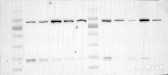 Western blot 撤稿主要原因有哪些？怎样才能避免？