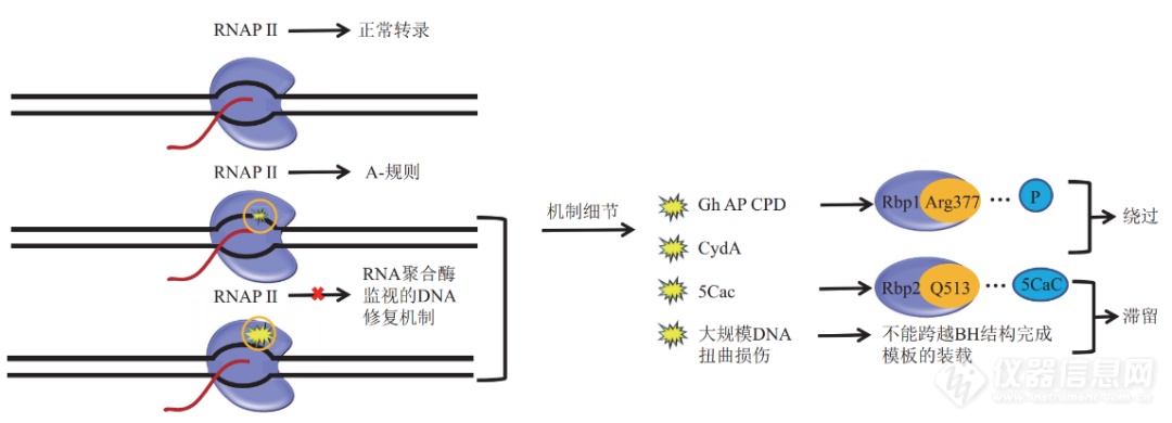 力挽狂澜的RNA聚合酶——DNA损伤修复的最后关卡