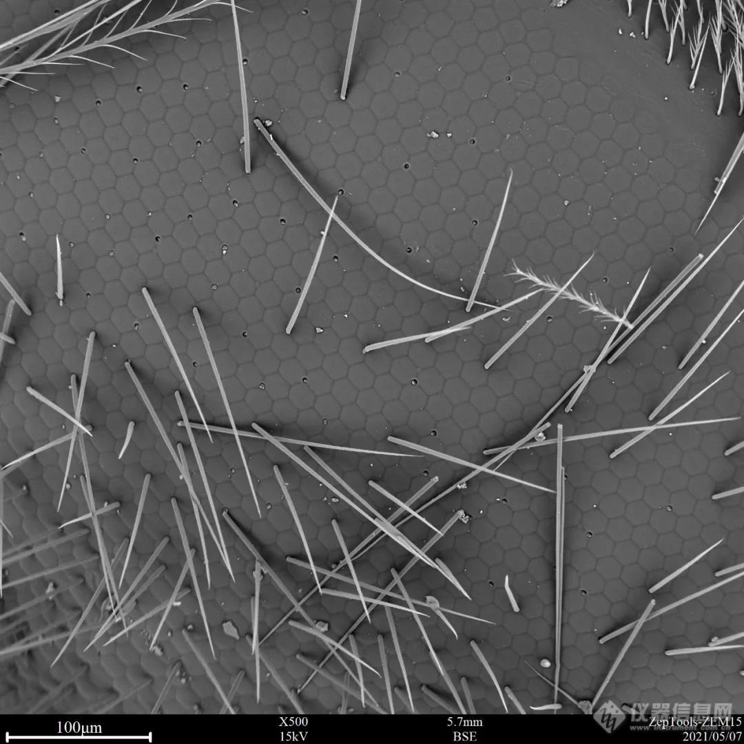 扫描电镜观察蜜蜂的复眼