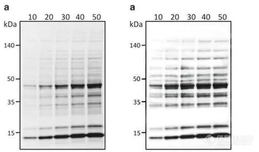 Western blot 撤稿主要原因有哪些？怎样才能避免？