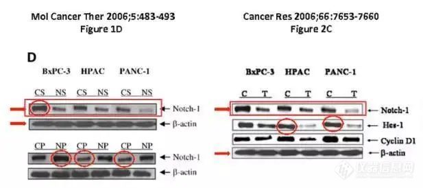 Western blot 撤稿主要原因有哪些？怎样才能避免？