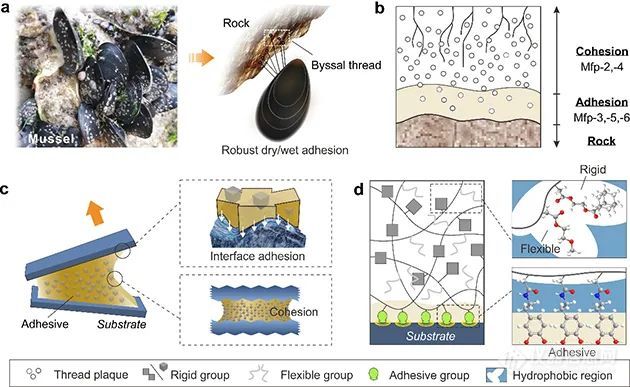 兰州化物所仿生水下黏附材料研究取得新进展