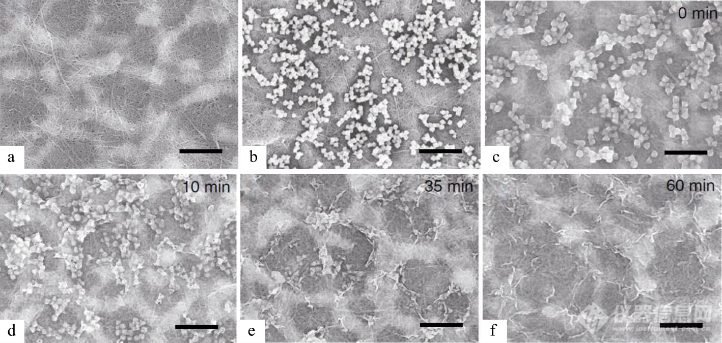 高分子表征技术专题——扫描电镜技术在高分子表征研究中的应用