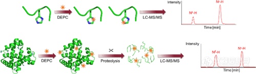 使用共价标记质谱区分组氨酸互变异构体