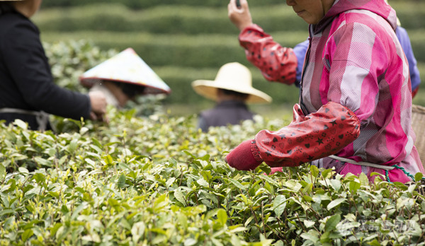 科技赋能西湖龙井，让生态茶园更智能