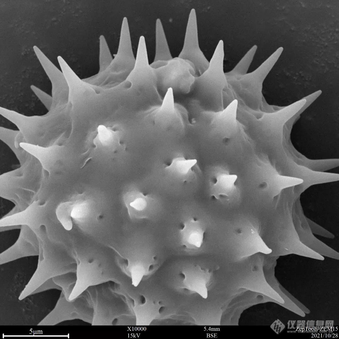 台式扫描电镜1万倍下的黄秋英花粉