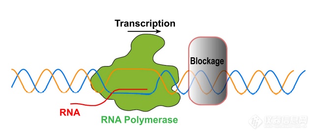 力挽狂澜的RNA聚合酶——DNA损伤修复的最后关卡