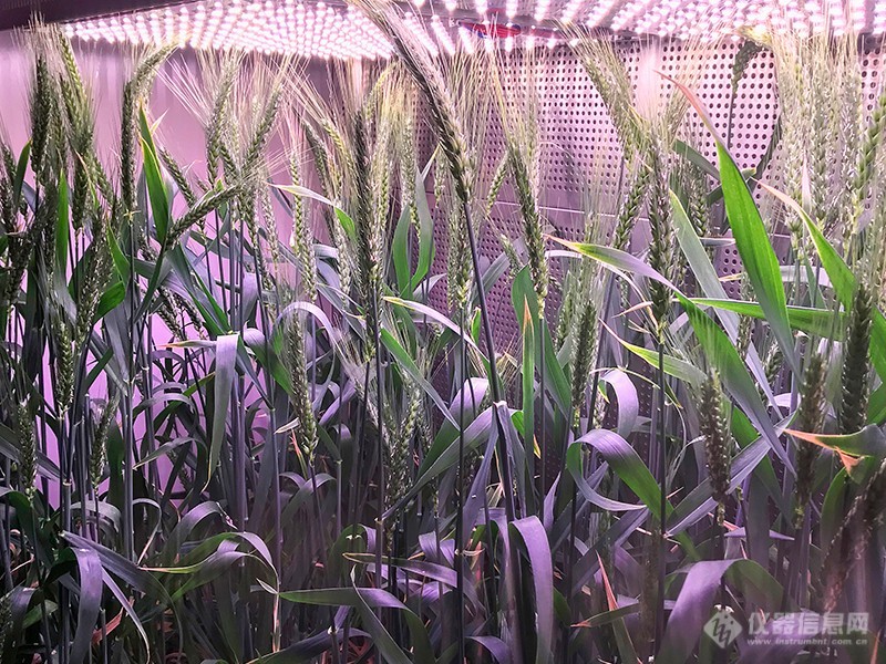2 植物人工气候室-种植案例3.jpg