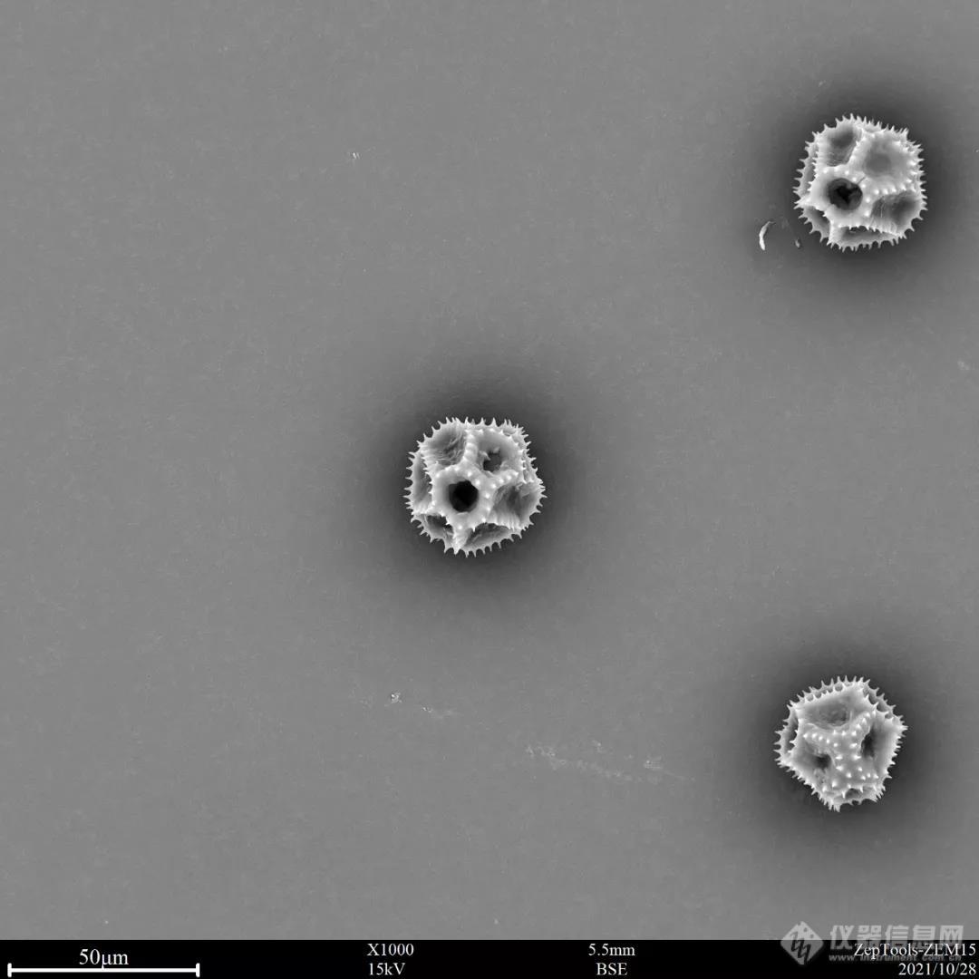 台式扫描电镜翅果菊花粉