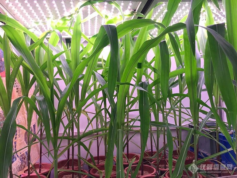 2 植物人工气候室-种植案例2.jpg