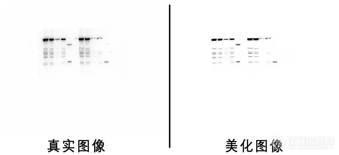 Western blot 撤稿主要原因有哪些？怎样才能避免？