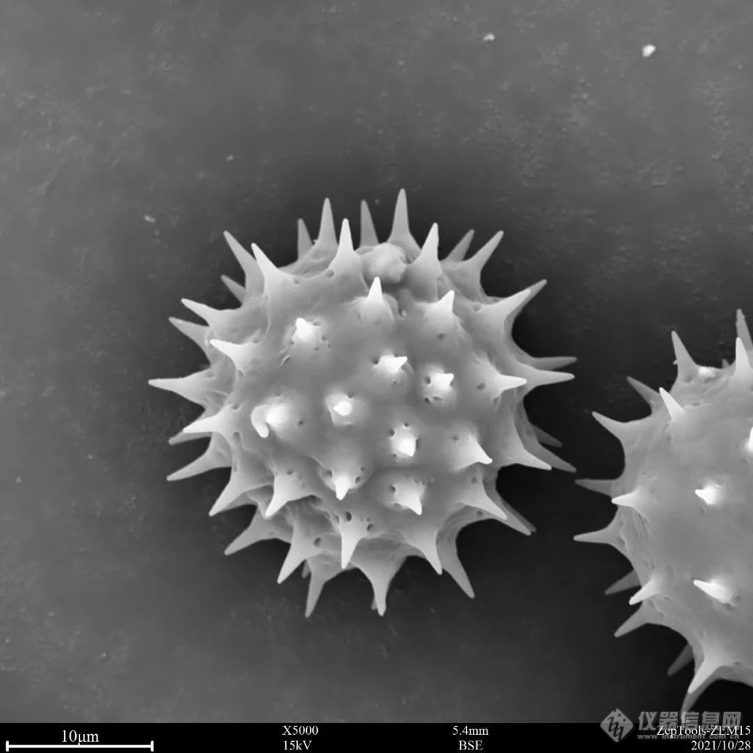 台式扫描电镜5000倍下的黄秋英花粉