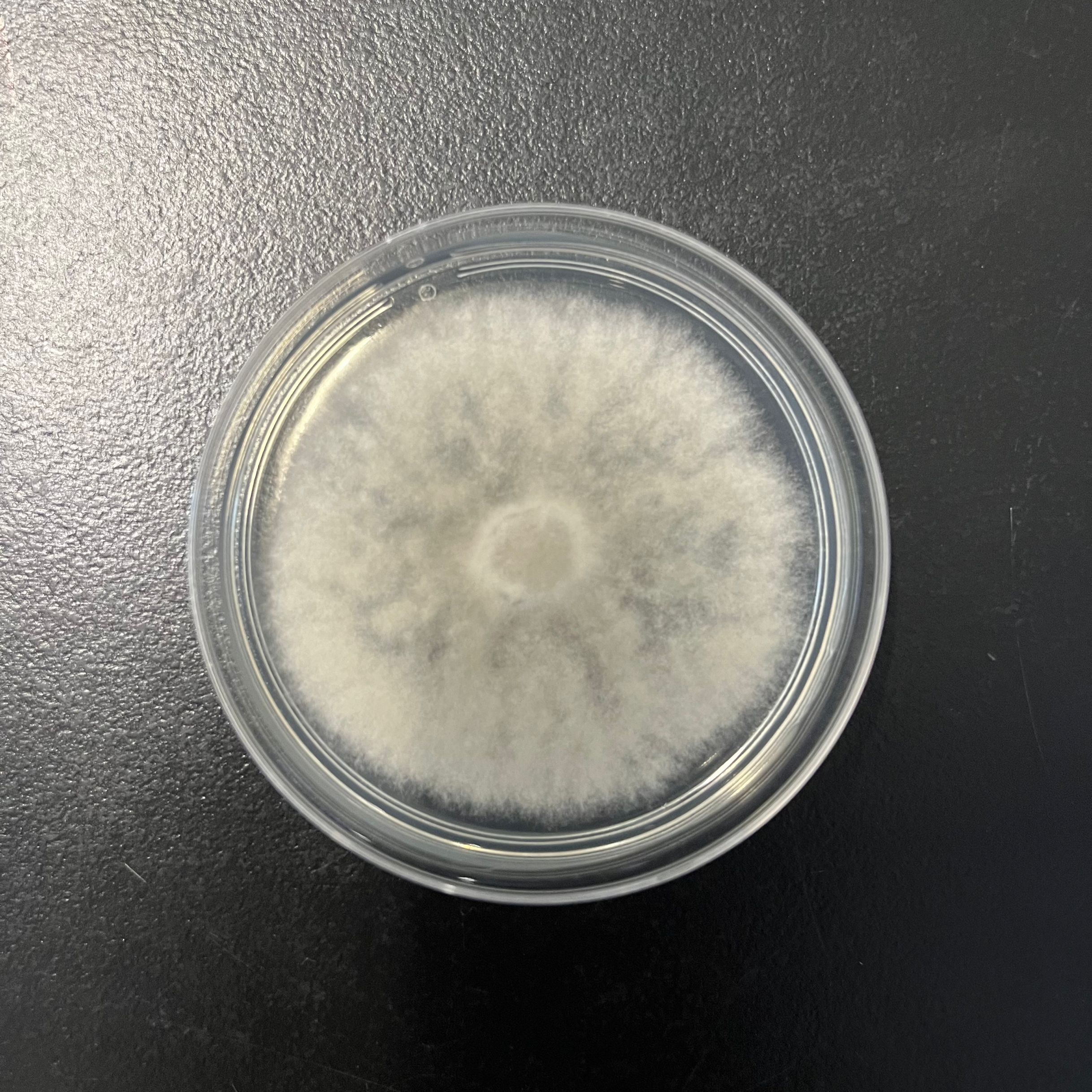 芽单胞菌门图片