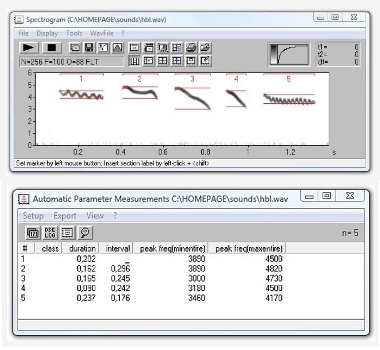 动物声音超声波分析软件Avisoft-SASLab Pro