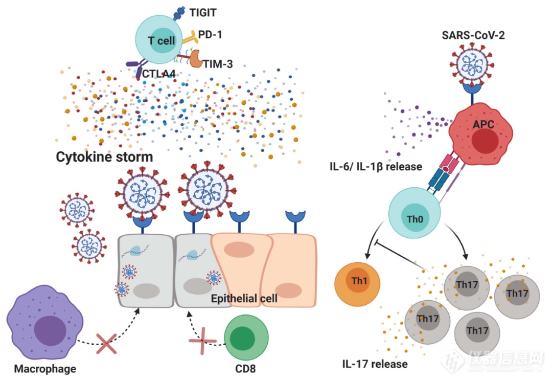 新冠肺炎中的T细胞免疫