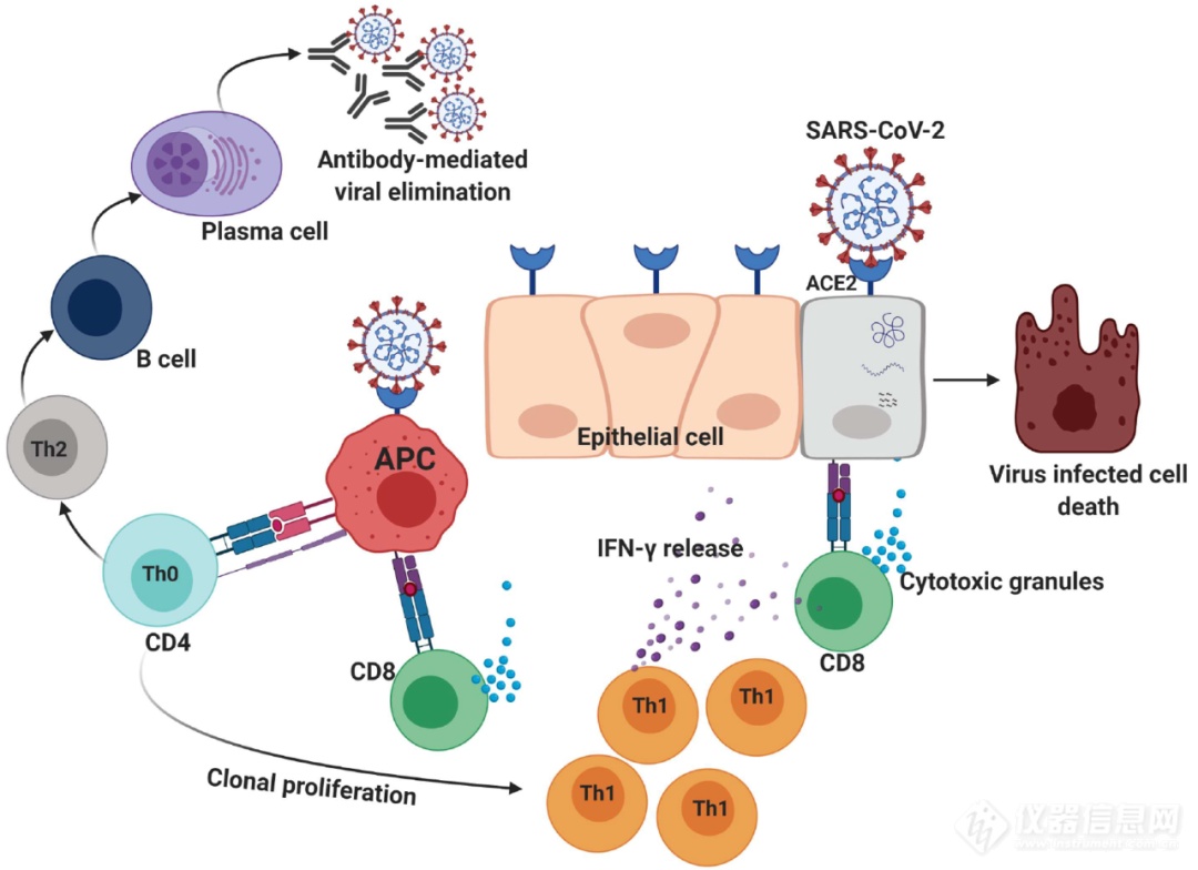 新冠肺炎中的T细胞免疫