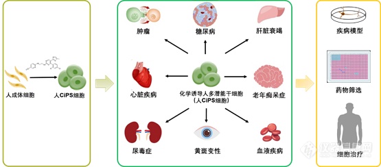 Nature重磅:北京大学邓宏魁教授团队发表重大研究成果-干细胞技术重大突破