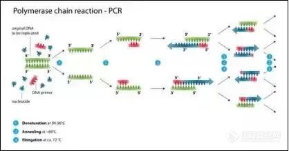 PCR技术的前世今生