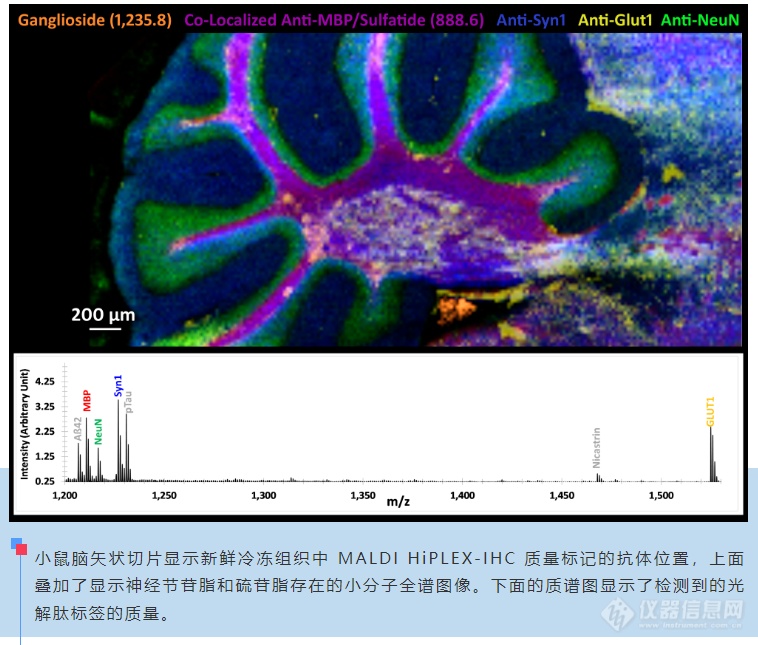 布鲁克推出多重蛋白MALDI成像和空间蛋白组学新产品