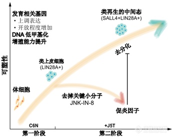 Nature重磅:北京大学邓宏魁教授团队发表重大研究成果-干细胞技术重大突破