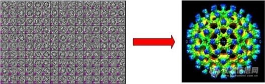 蛋白质冷冻电镜投影图像有了三维重构新算法