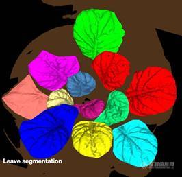 Macintosh HD:Users:changqingyu:Desktop:leaf segmentation.jpg