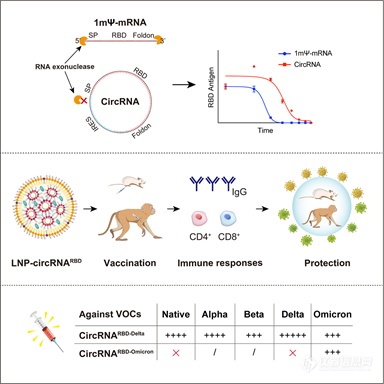 新冠RNA疫苗重大突破！北大魏文胜组首创环状RNA制备平台！