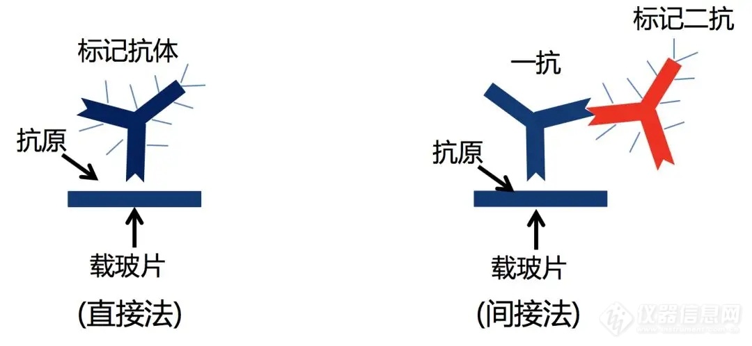 src=http___www.beyotime.com_html_ClassImmunostaining-2.jpg&refer=http___www.beyotime.webp.jpg