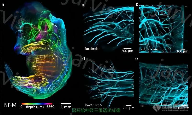 鼠胚胎神经三维透明成像P后(1).jpg