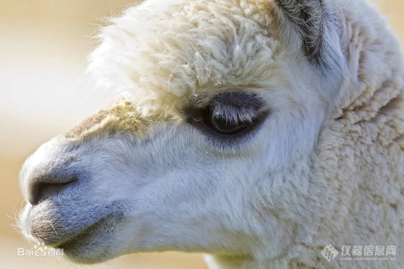 PCR产品可否用于羊驼等动物新冠病毒检测？达安基因回应
