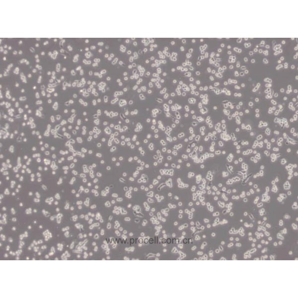 RAW 264.7 小鼠单核巨噬细胞白血病细胞