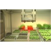 PlantScreen植物表型成像分析系统（植物自动传送版）