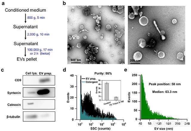 厦门大学颜晓梅团队通过纳米流式细胞仪在单囊泡水平上分析细胞外囊泡DNA