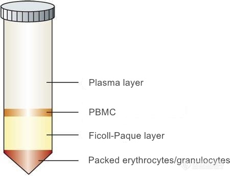 PBMC_Ficoll.jpg