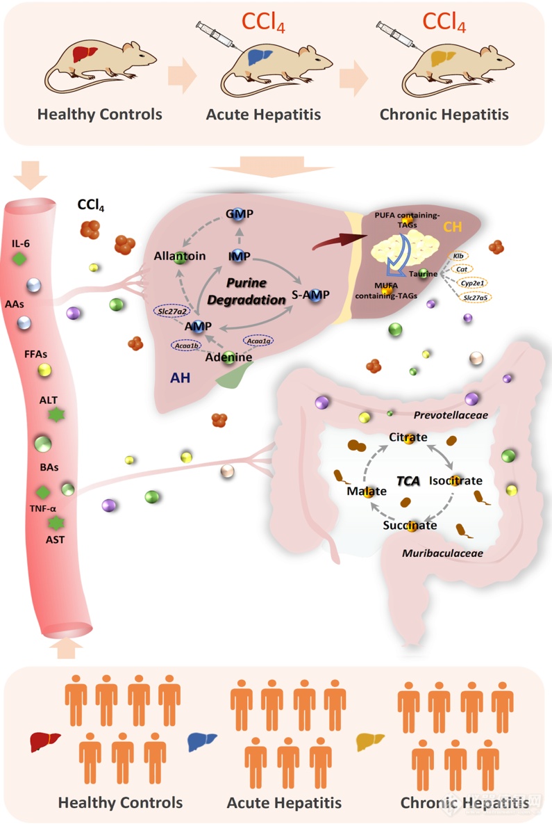 上交大吕海涛课题组多维度刻画具有潜在临床对应性的实验性急慢性肝炎的功能代谢特征谱