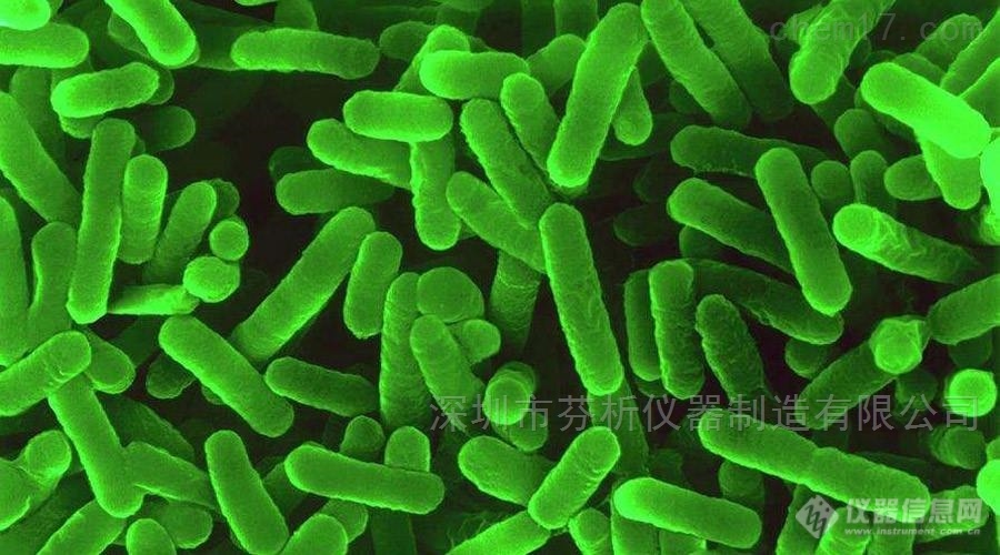 铜绿假单胞菌/绿脓杆菌