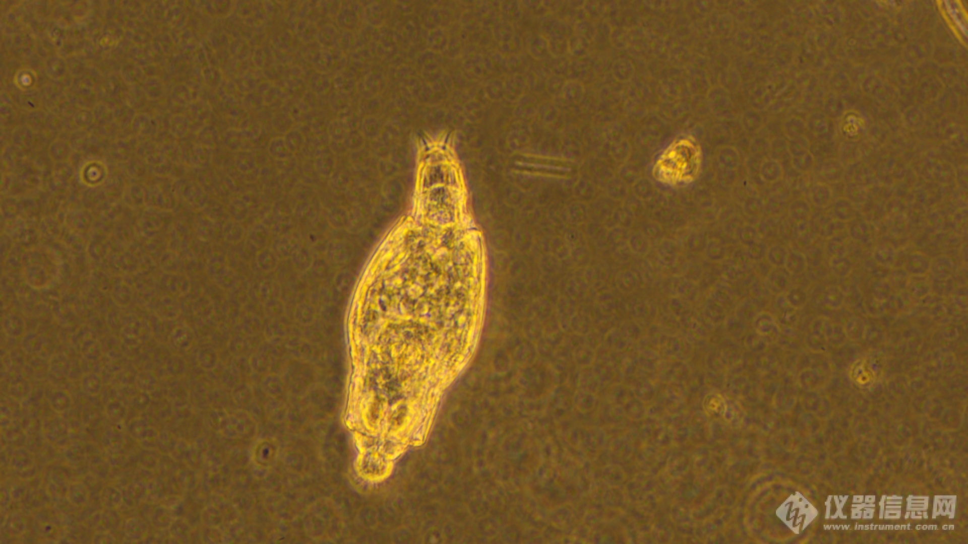 实验级倒置生物显微镜 生物显微镜LK-90-徕科光学-新品