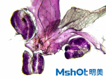 生物显微镜下的花萼