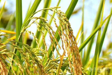 《基因组生物学》：基因融合被证明是 水稻新基因产生的重要机制