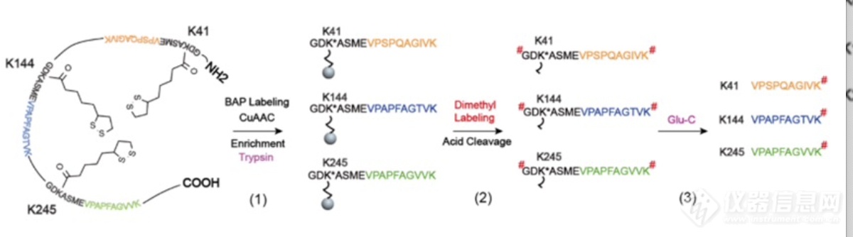 北京大学王初课题组发展硫辛酰化修饰的组学鉴定新方法