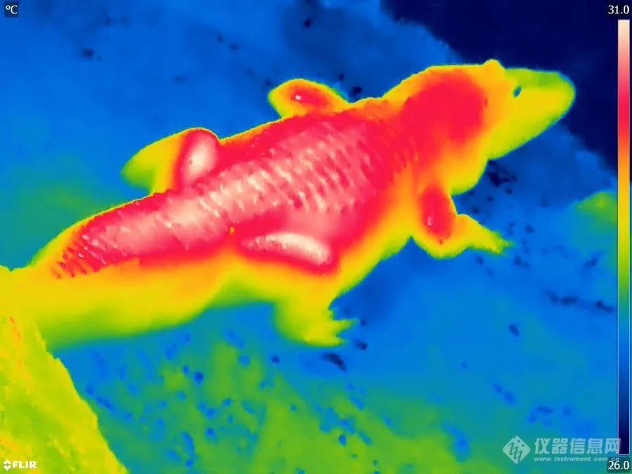 趣味儿童节：红外世界中的鳄鱼眼睛竟然这么有神？
