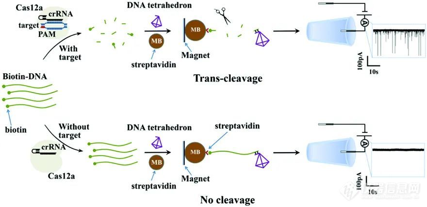 广州大学王家海教授团队在纳米孔单分子计数器和纳米孔整流器领域的系统性成果