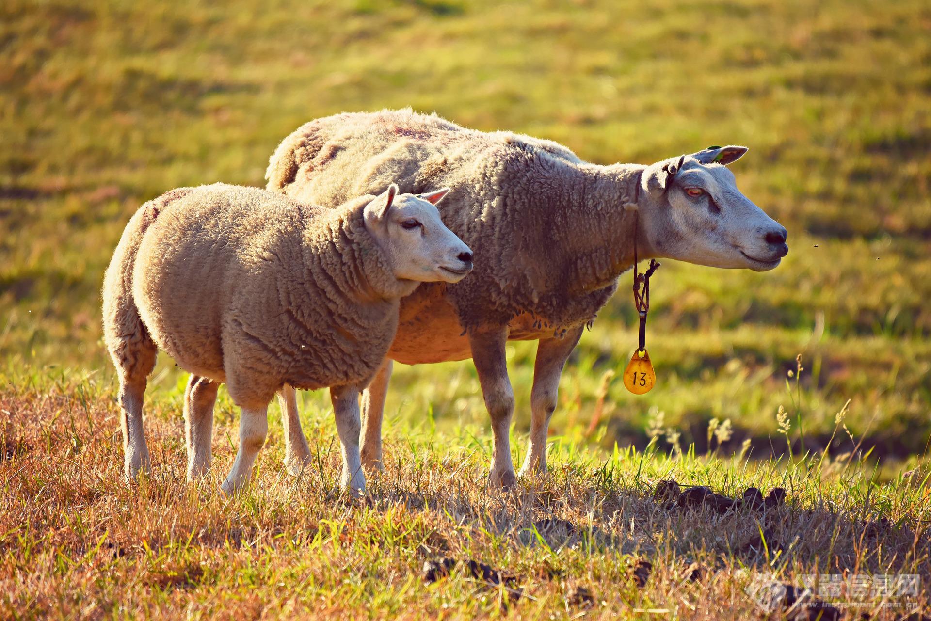 sheeps-3562868_1920.jpg