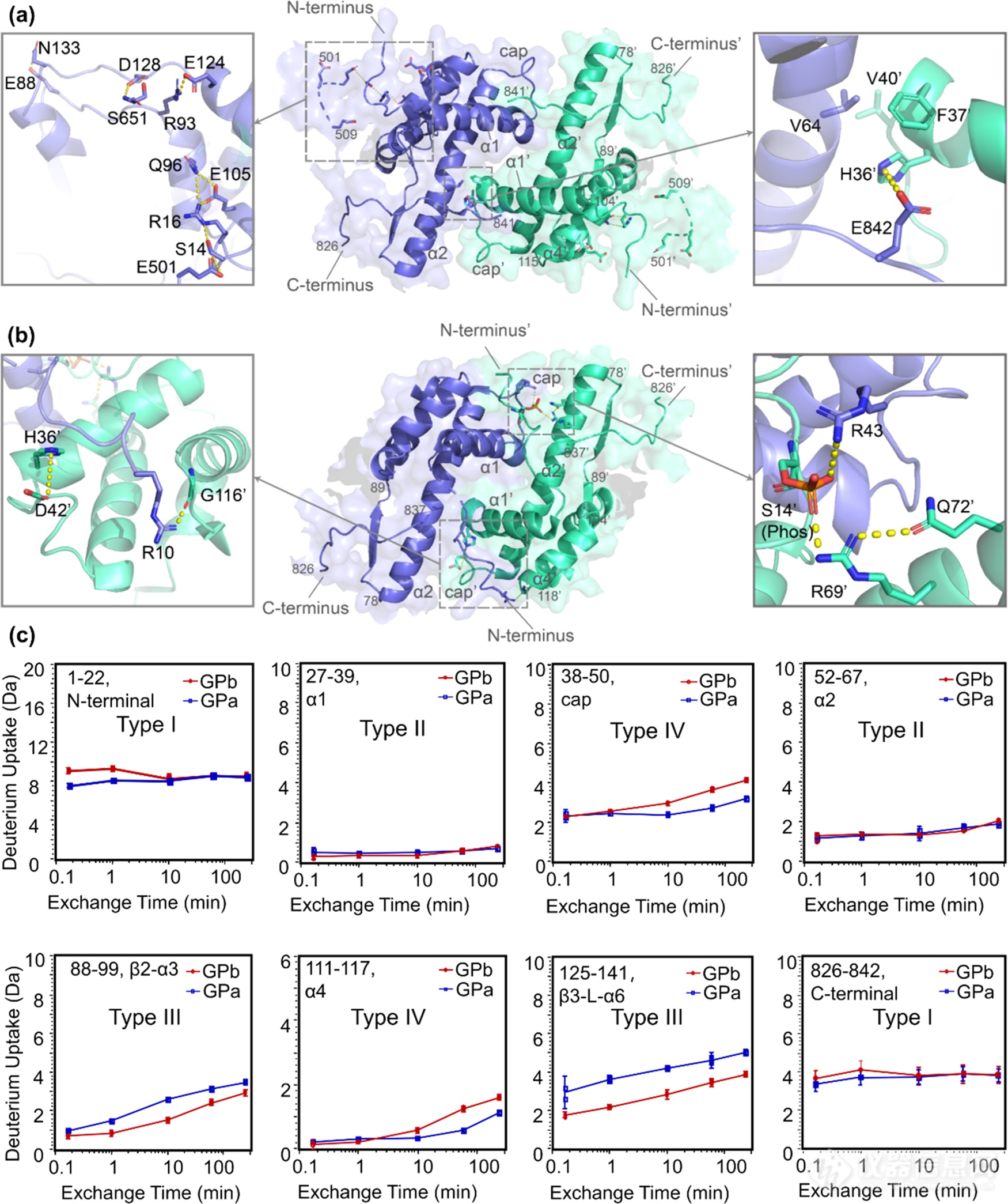 ​整合结构质谱法和计算模拟法探究糖原磷酸化酶中磷酸化介导的蛋白变构调控和构象动态性