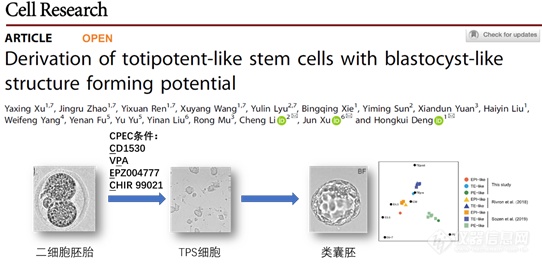 Cell Research｜邓宏魁/李程等课题组合作利用小鼠二细胞胚胎建立具有形成类囊胚能力的新型全能性干细胞