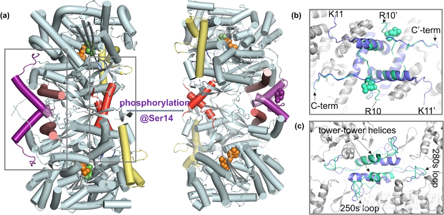 ​整合结构质谱法和计算模拟法探究糖原磷酸化酶中磷酸化介导的蛋白变构调控和构象动态性
