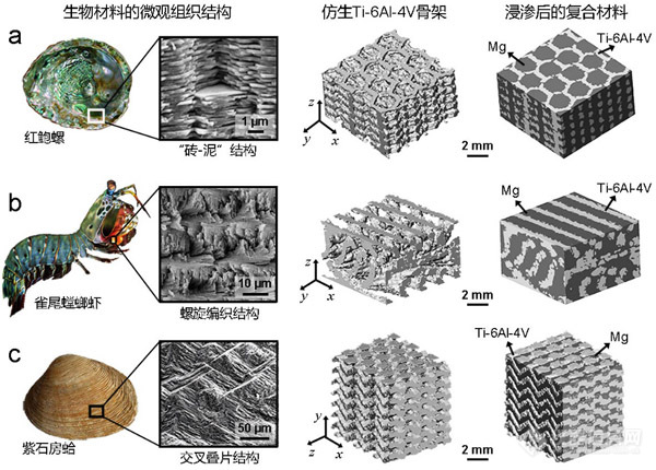Nature Communications|金属所在仿生材料结构优化设计方面取得新成果