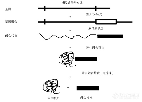 纯化标签蛋白时填料的选择