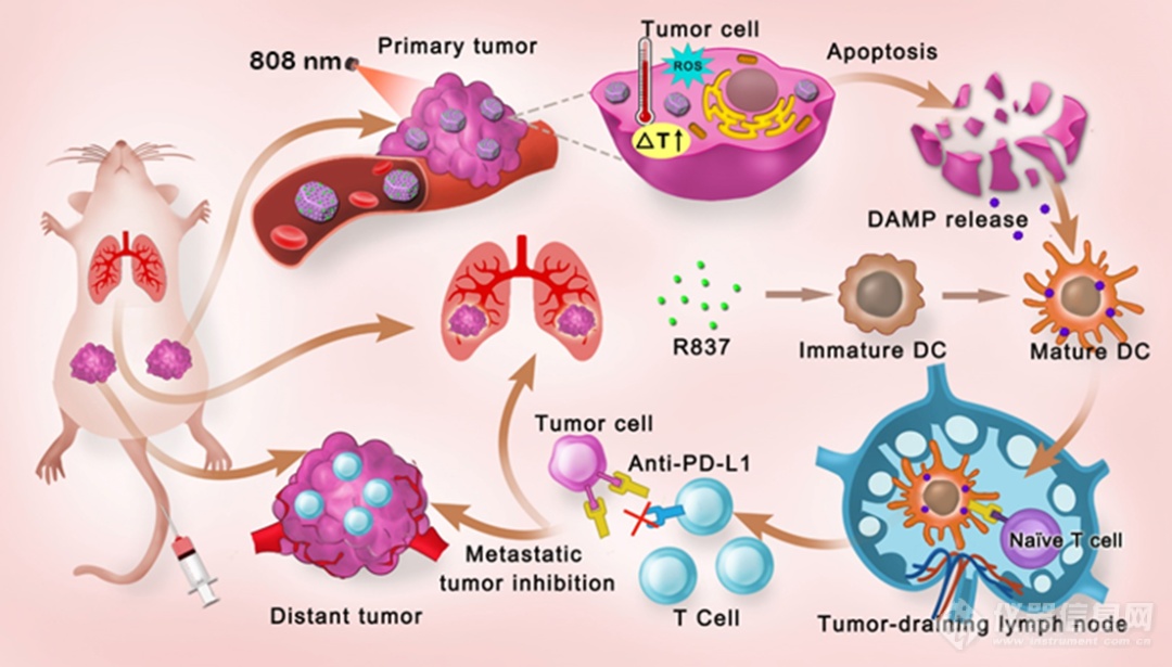 科研进展 | 苏州医工所董文飞课题组开发新型光免疫纳米材料用于乳腺癌治疗
