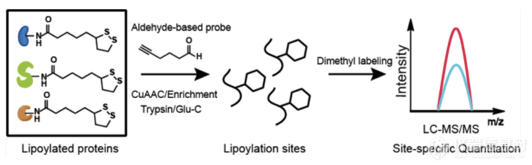 北京大学王初课题组发展硫辛酰化修饰的组学鉴定新方法